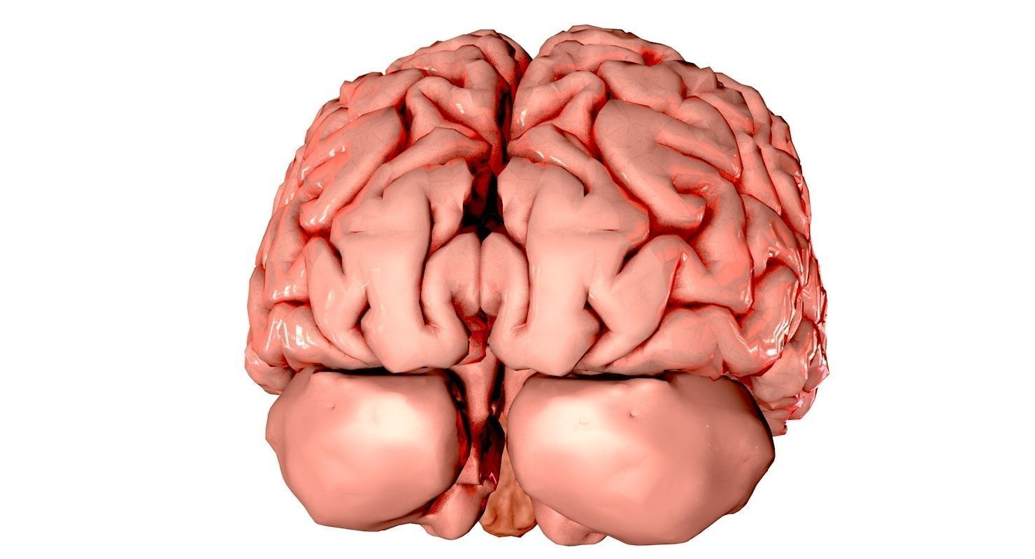 Brain Medically Accurate Brain Anatomy Model High Resolution 3D model_34