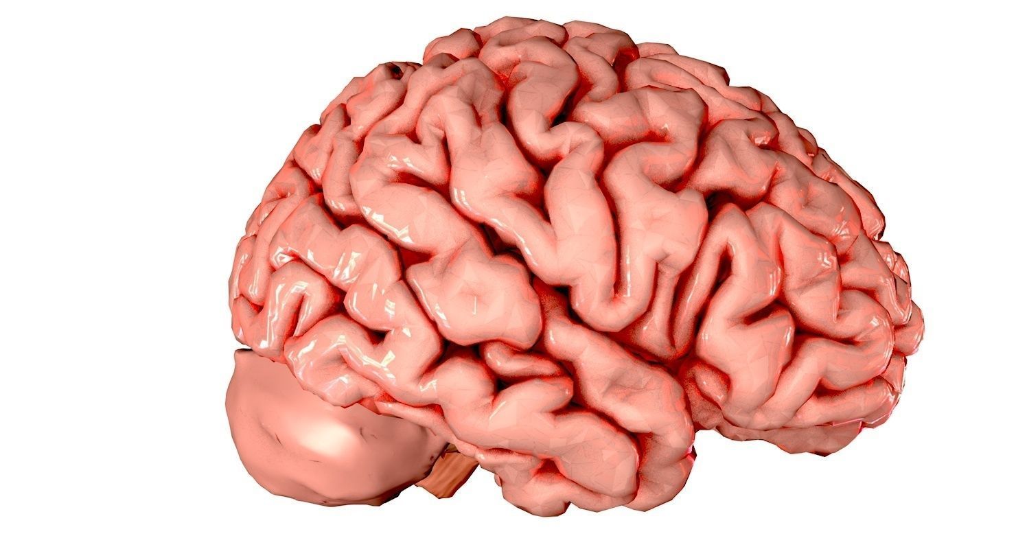 Brain Medically Accurate Brain Anatomy Model High Resolution 3D model_40
