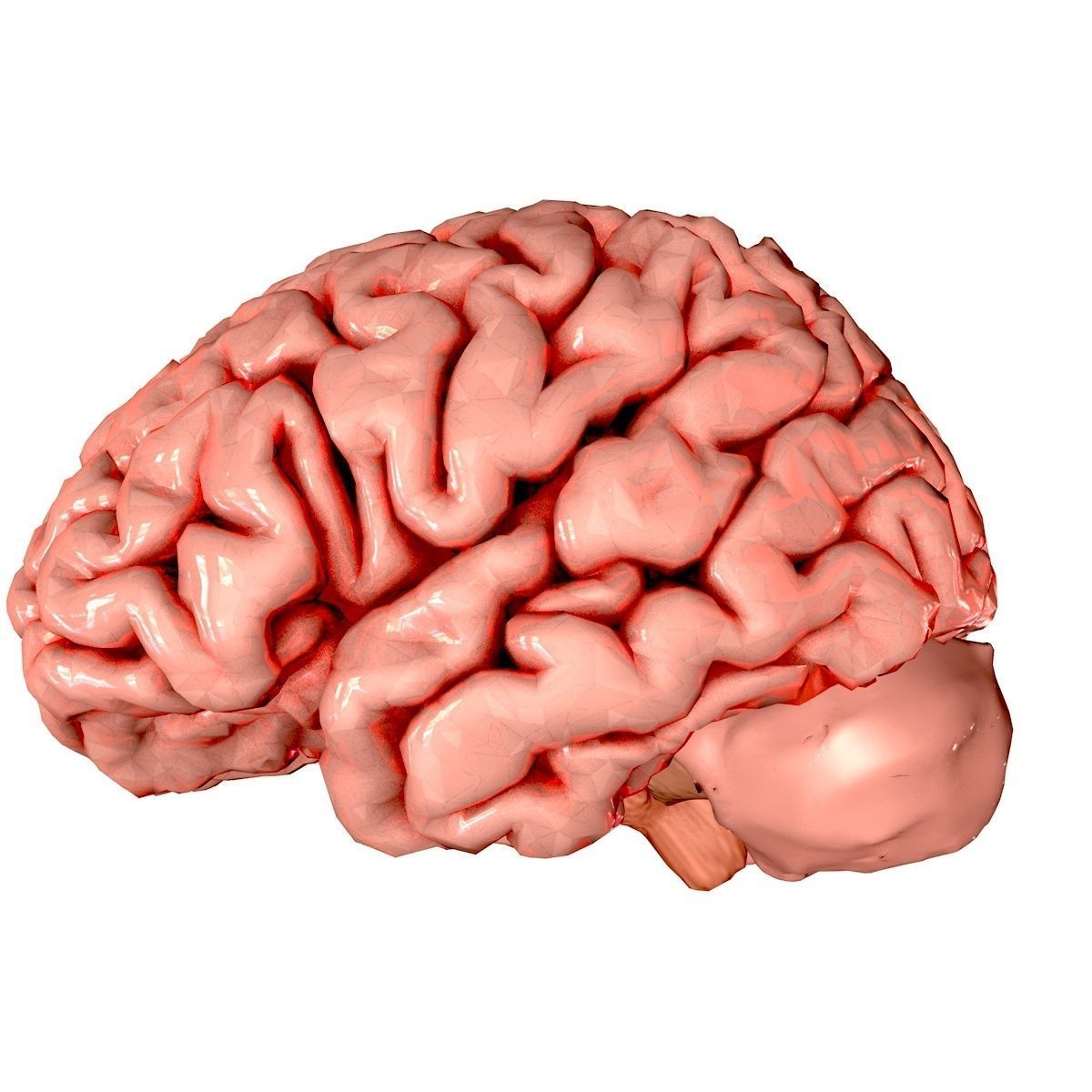 Brain Medically Accurate Brain Anatomy Model High Resolution 3D model_9