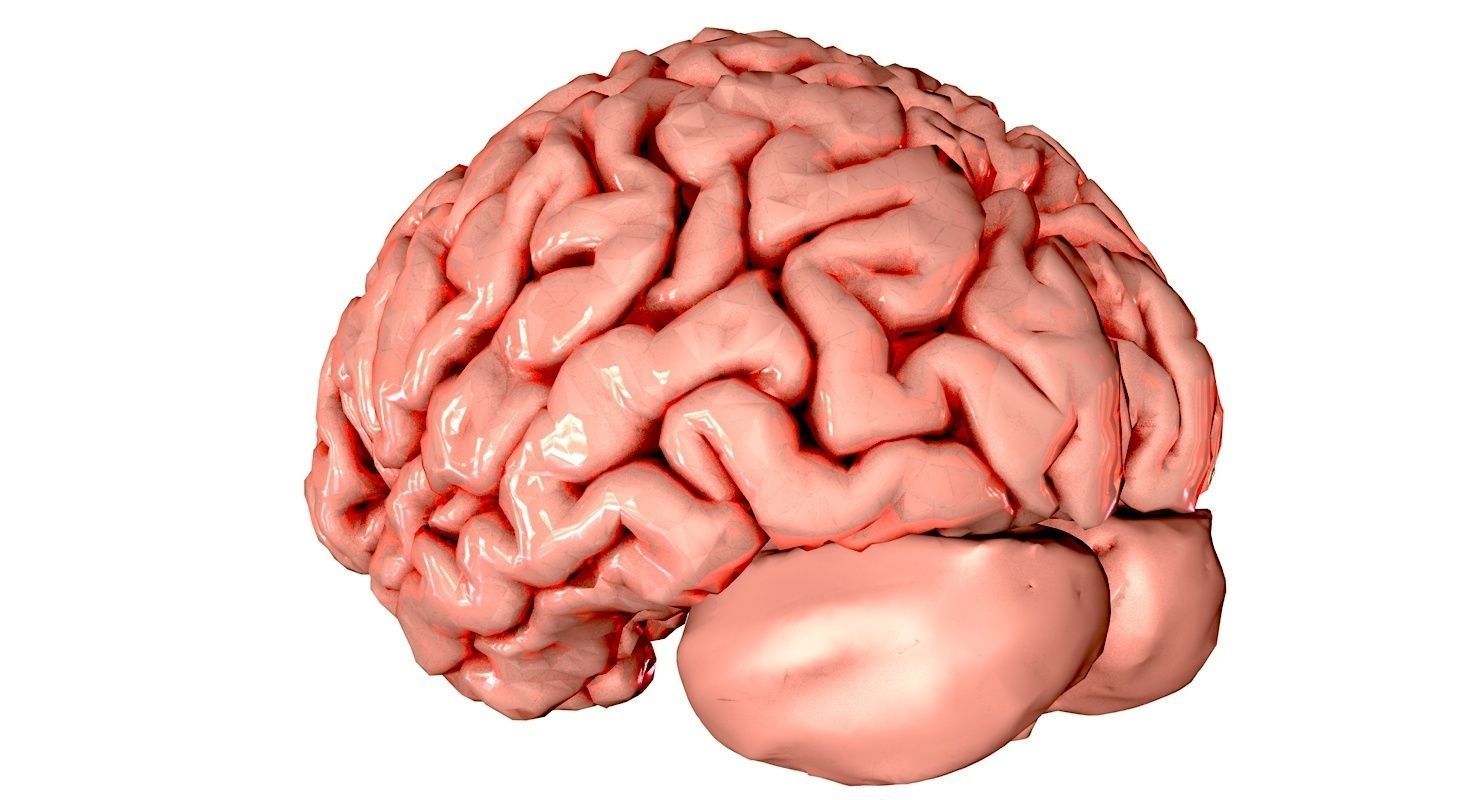 Brain Medically Accurate Brain Anatomy Model High Resolution 3D model_26