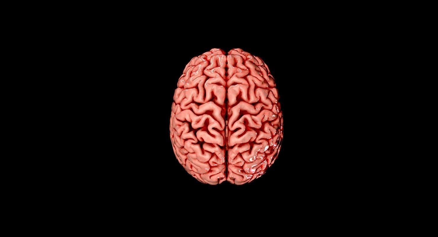 Brain Medically Accurate Brain Anatomy Model High Resolution 3D model_2