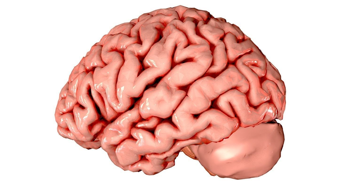 Brain Medically Accurate Brain Anatomy Model High Resolution 3D model_23