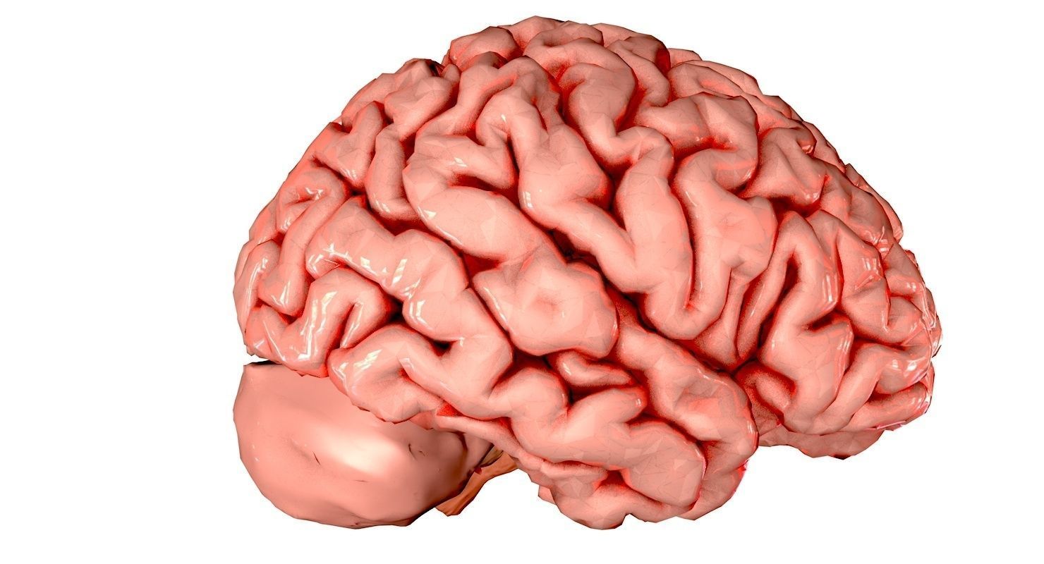 Brain Medically Accurate Brain Anatomy Model High Resolution 3D model_42