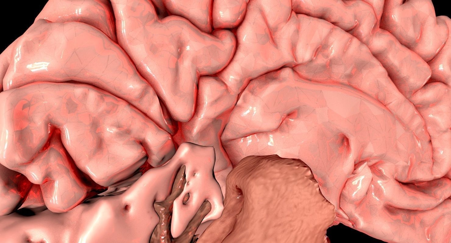 Brain Medically Accurate Brain Anatomy Model High Resolution 3D model_12