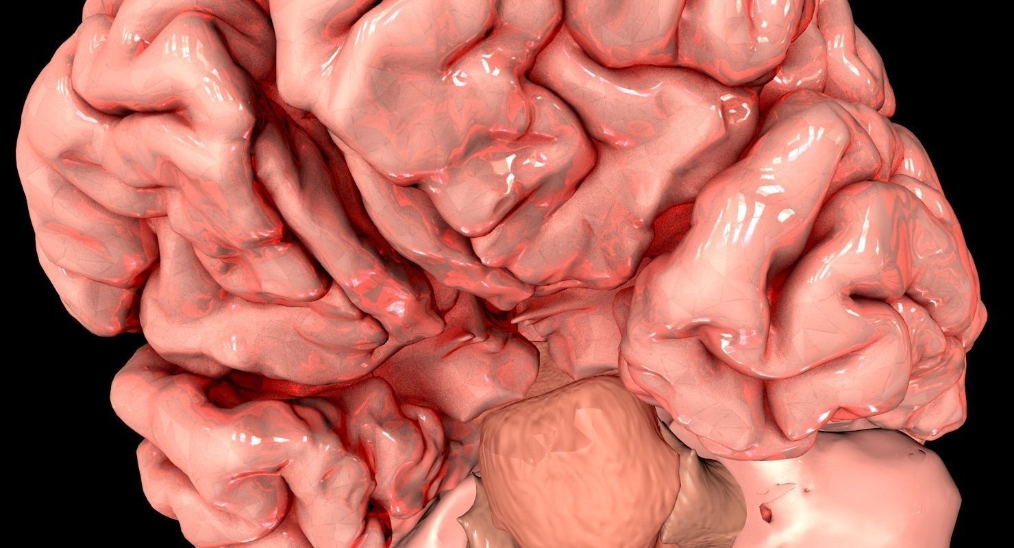Brain Medically Accurate Brain Anatomy Model High Resolution 3D model_8