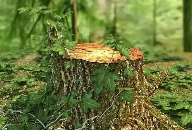 stump tree in middle of forest