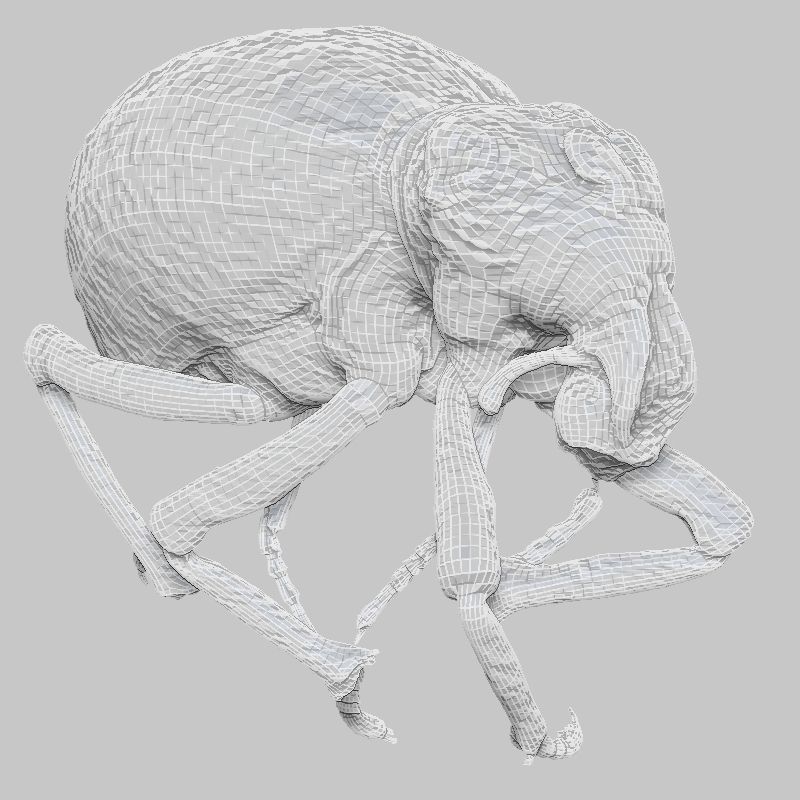 Brachycerus Ornatus Beetle Low-poly 3D model_6