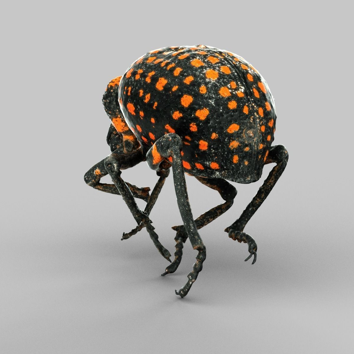 Brachycerus Ornatus Beetle Low-poly 3D model_3