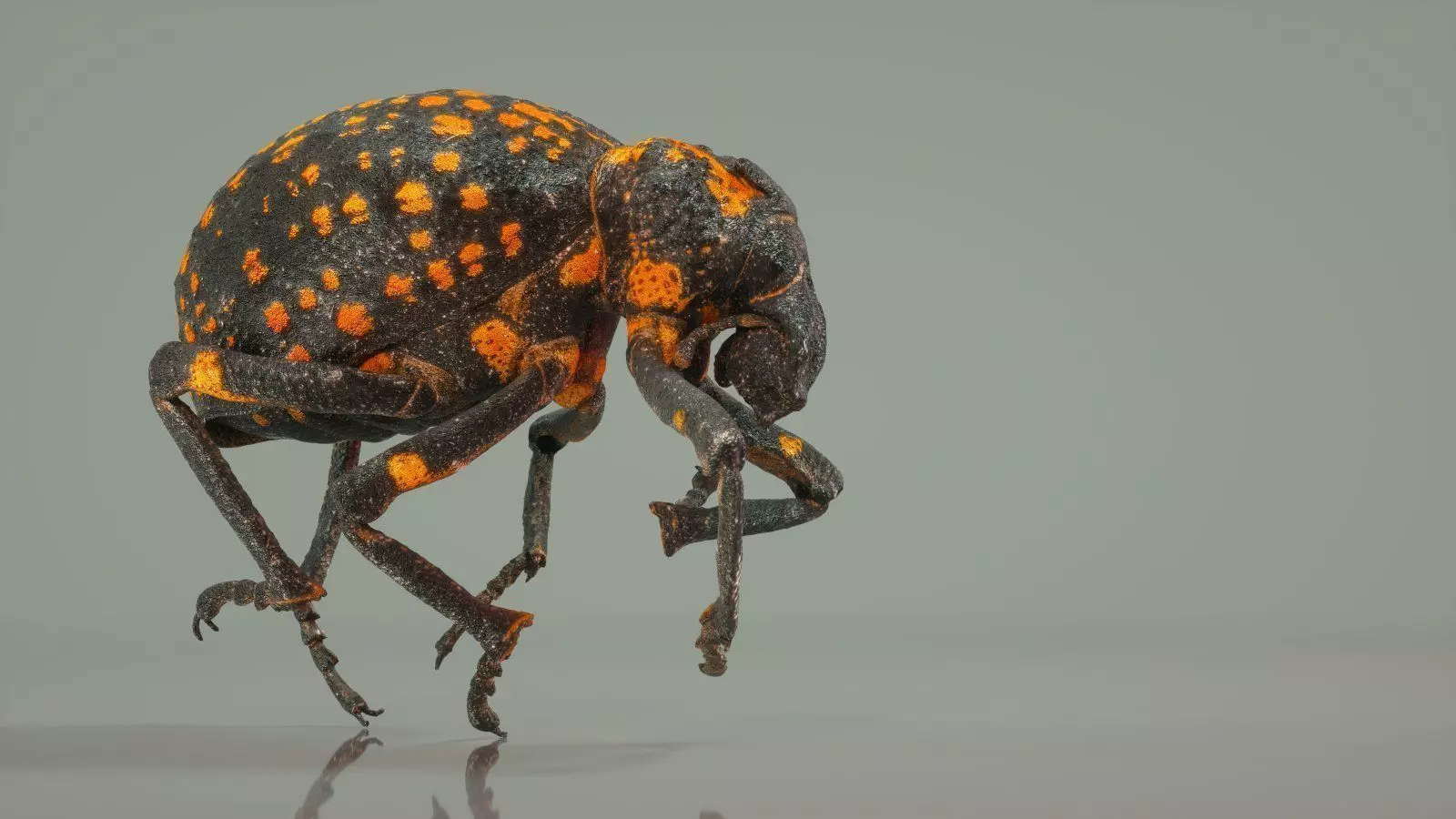 Brachycerus Ornatus Beetle Low-poly 3D model_0