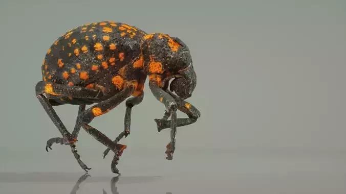 Brachycerus Ornatus Beetle Low-poly 3D model