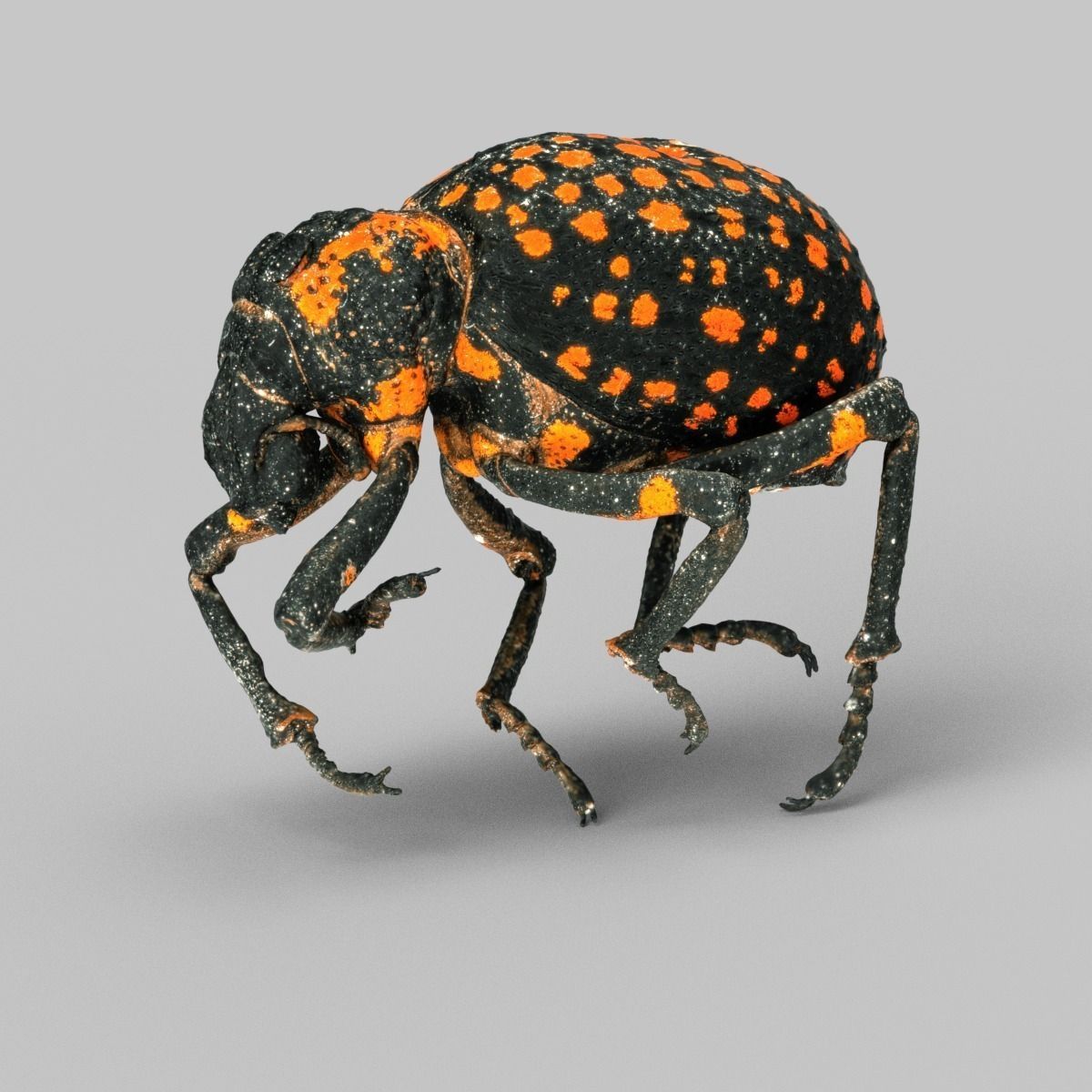 Brachycerus Ornatus Beetle Low-poly 3D model_1