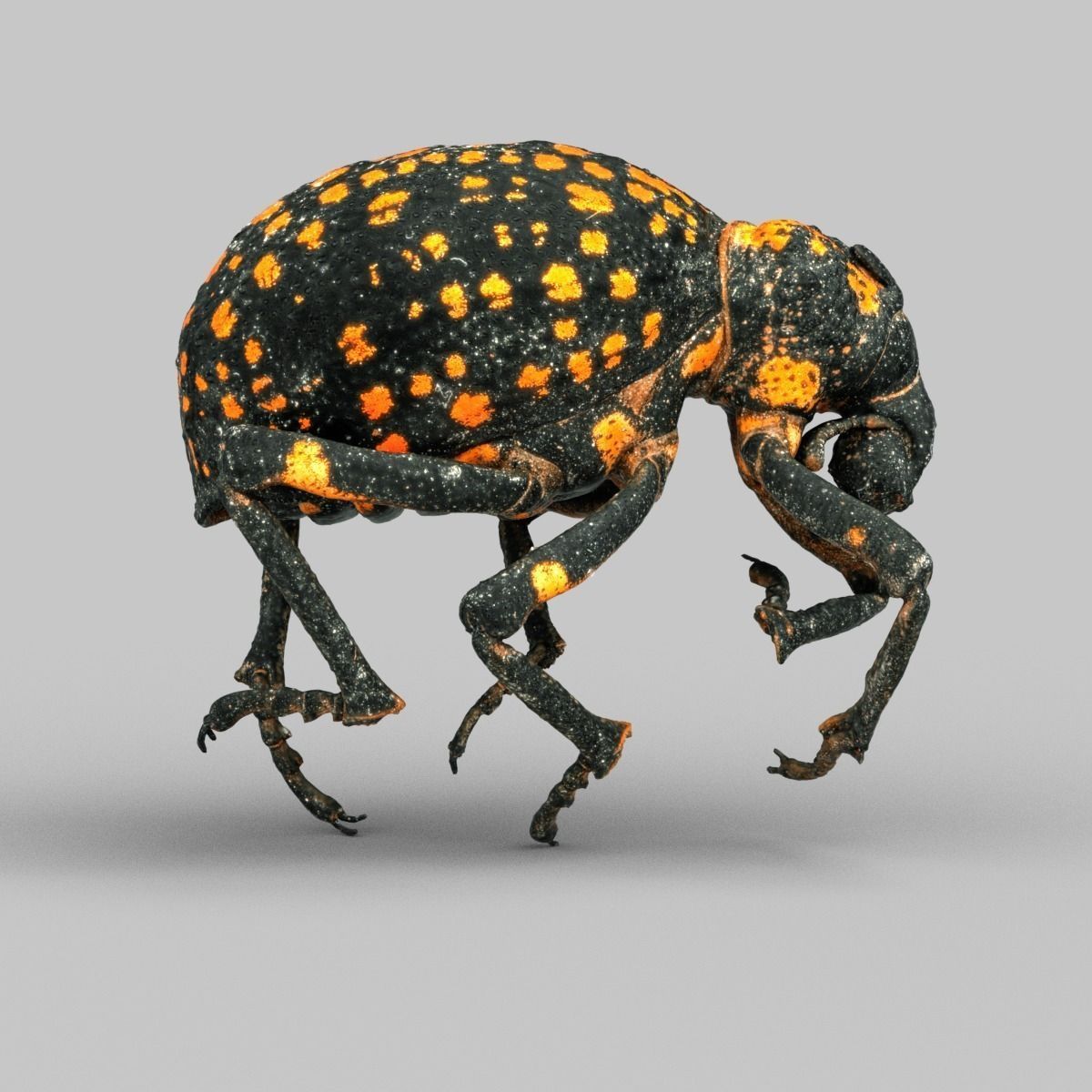 Brachycerus Ornatus Beetle Low-poly 3D model_5