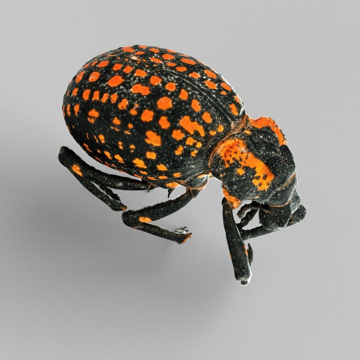 Brachycerus Ornatus Beetle Low-poly 3D model_4