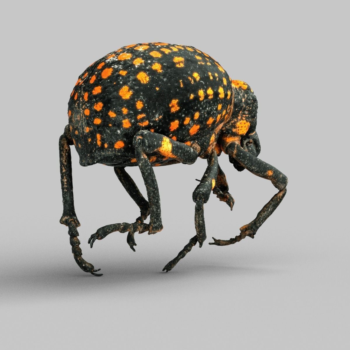 Brachycerus Ornatus Beetle Low-poly 3D model_2