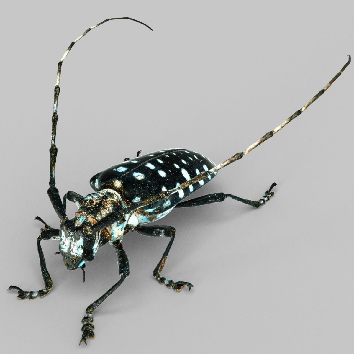 Calloplophora Sollii Low-poly 3D model_2