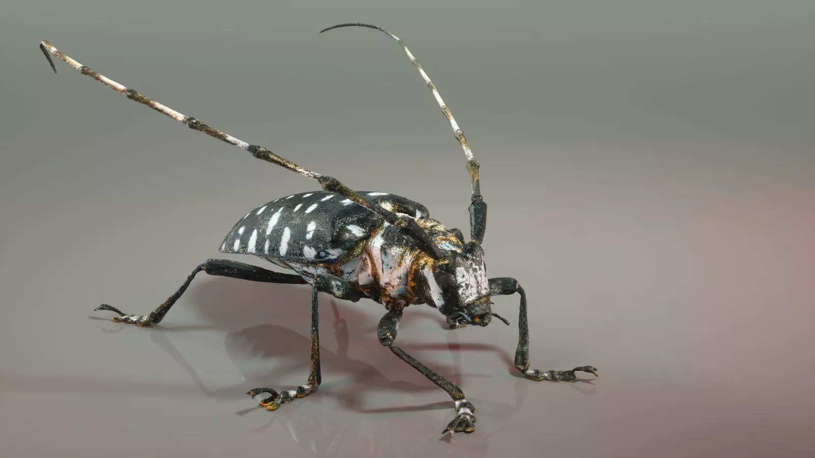 Calloplophora Sollii Low-poly 3D model_0