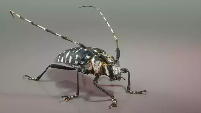 Calloplophora Sollii Low-poly 3D model