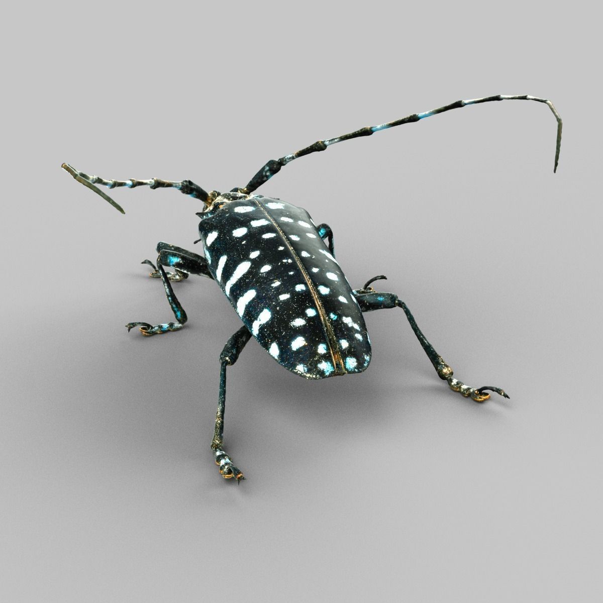 Calloplophora Sollii Low-poly 3D model_4