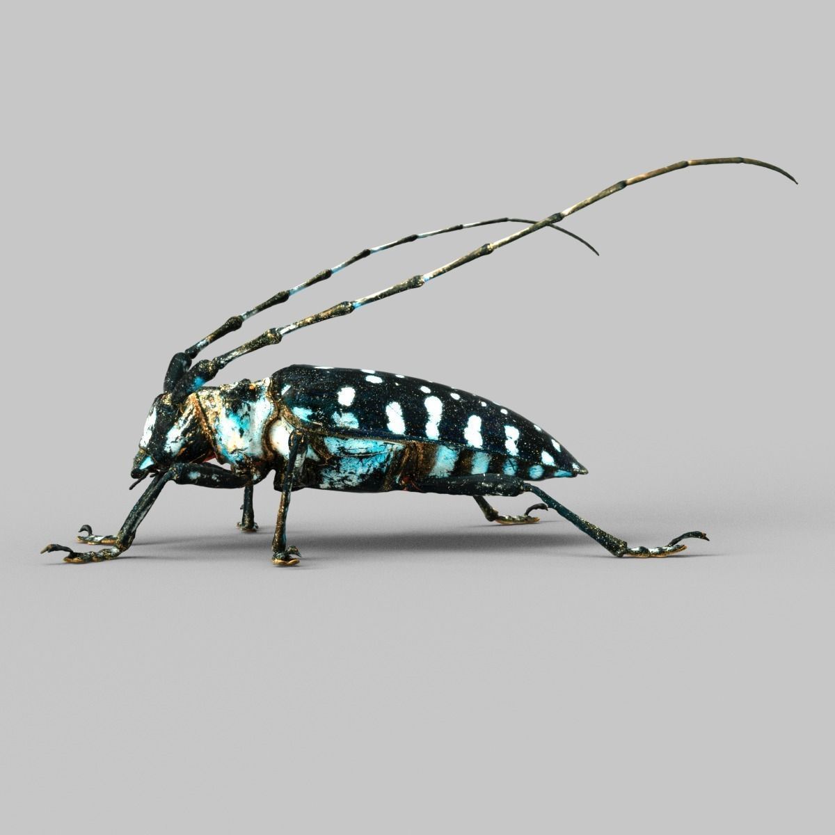 Calloplophora Sollii Low-poly 3D model_3