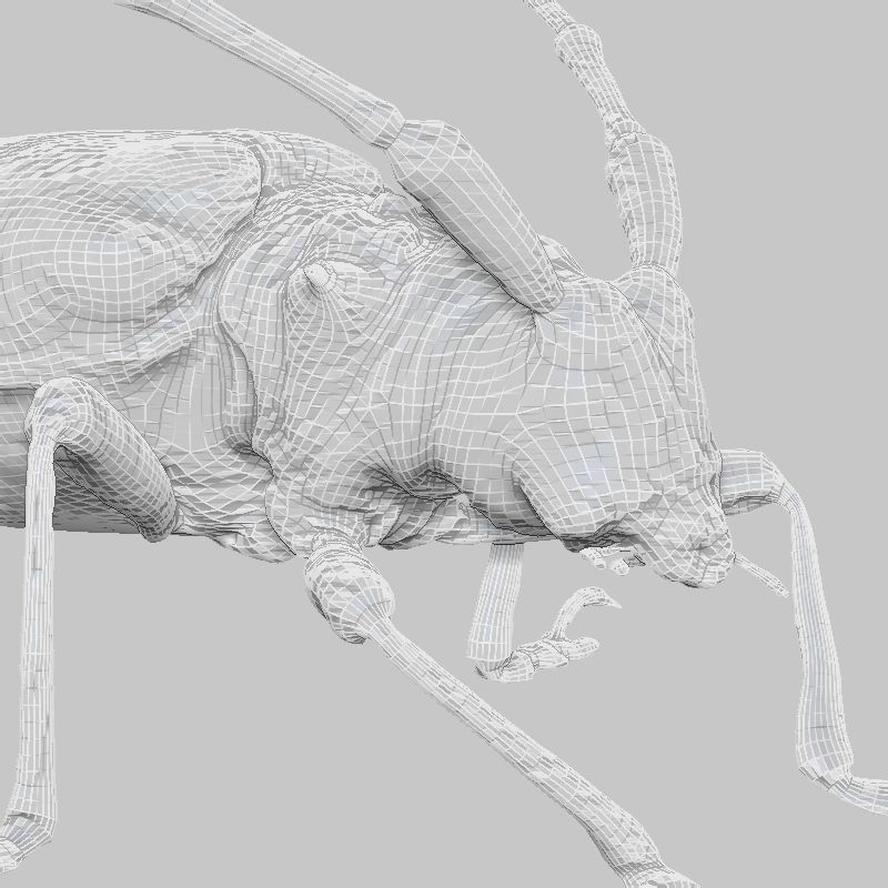 Calloplophora Sollii Low-poly 3D model_6