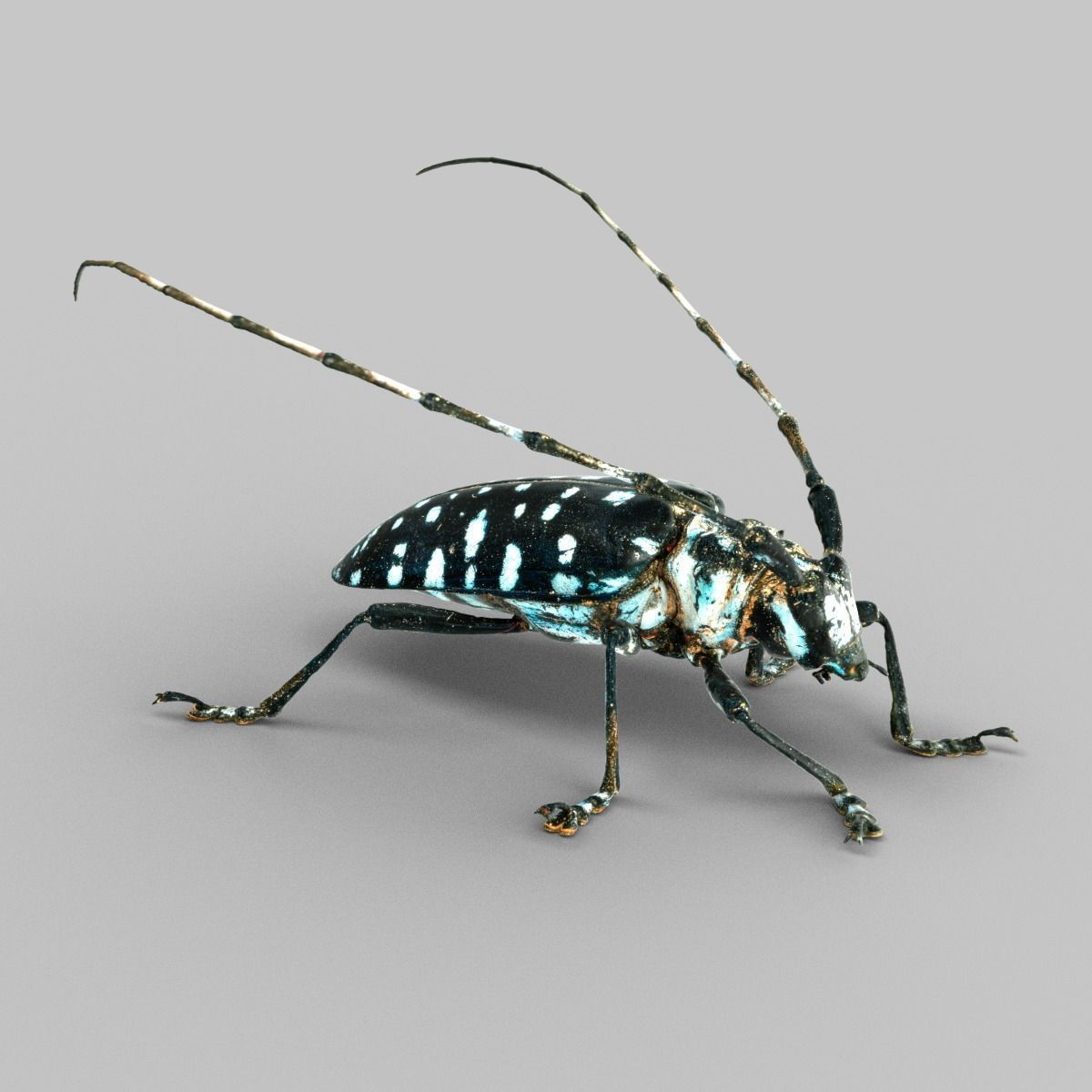 Calloplophora Sollii Low-poly 3D model_1