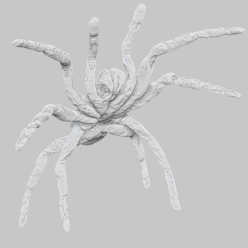 Opelma Minax Low-poly 3D model_6