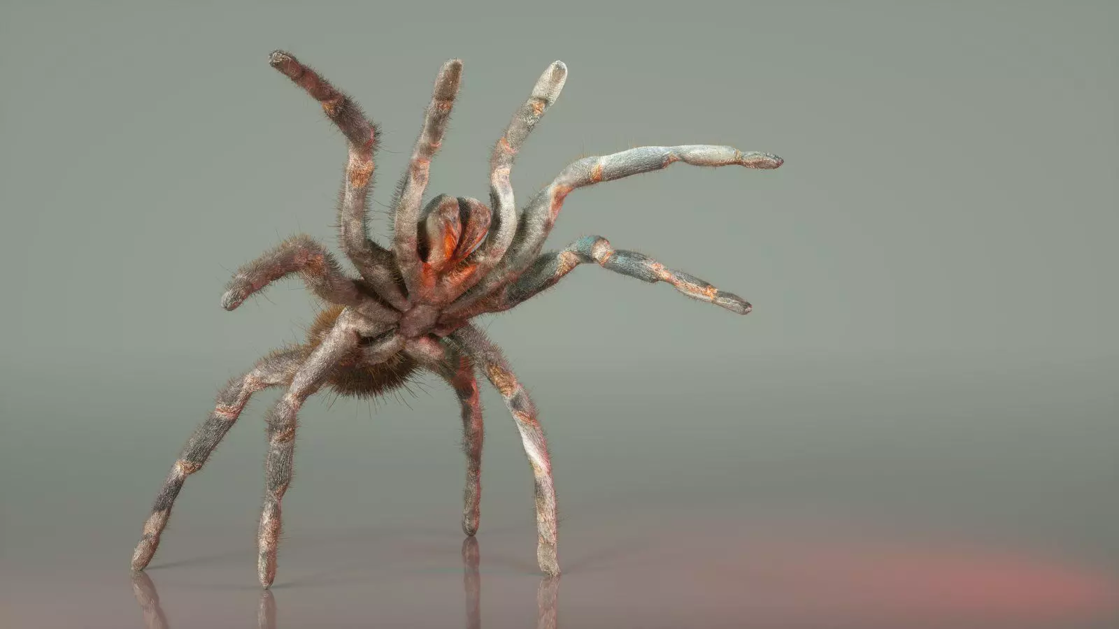 Opelma Minax Low-poly 3D model_0