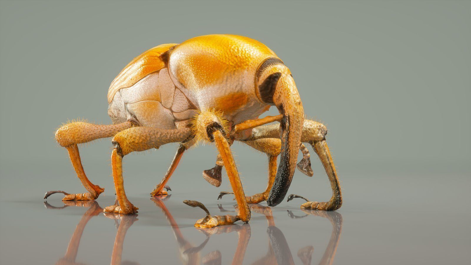 Poteriophorus Monilifasciatus Low-poly 3D model