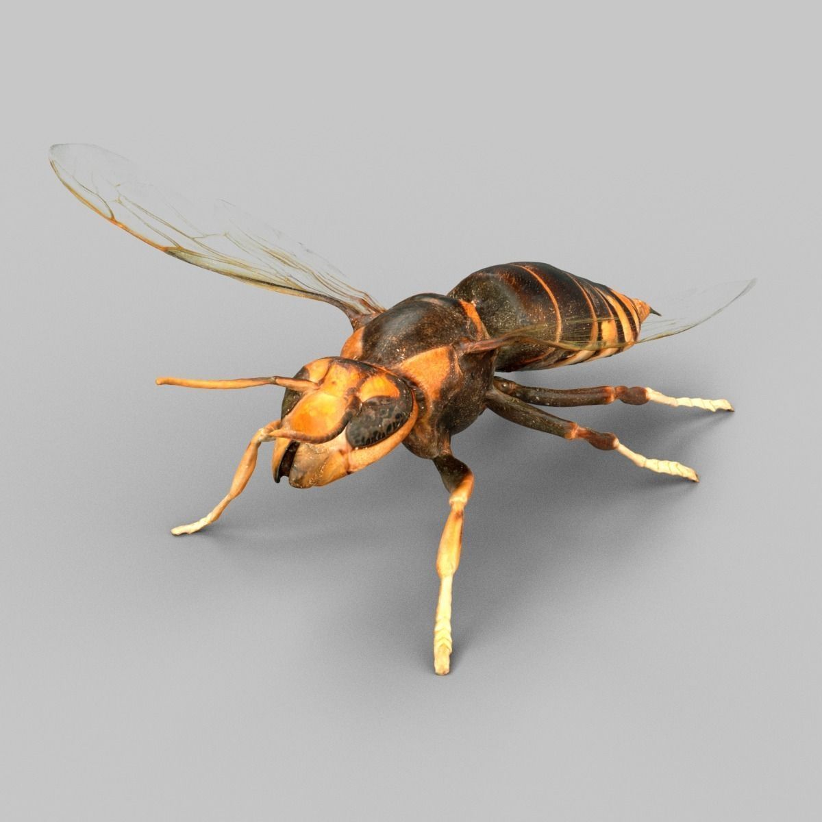 Vespa Velutina Variana Low-poly 3D model_3