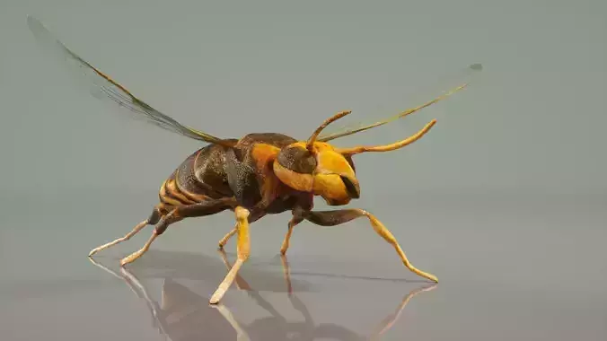 Vespa Velutina Variana Low-poly 3D model