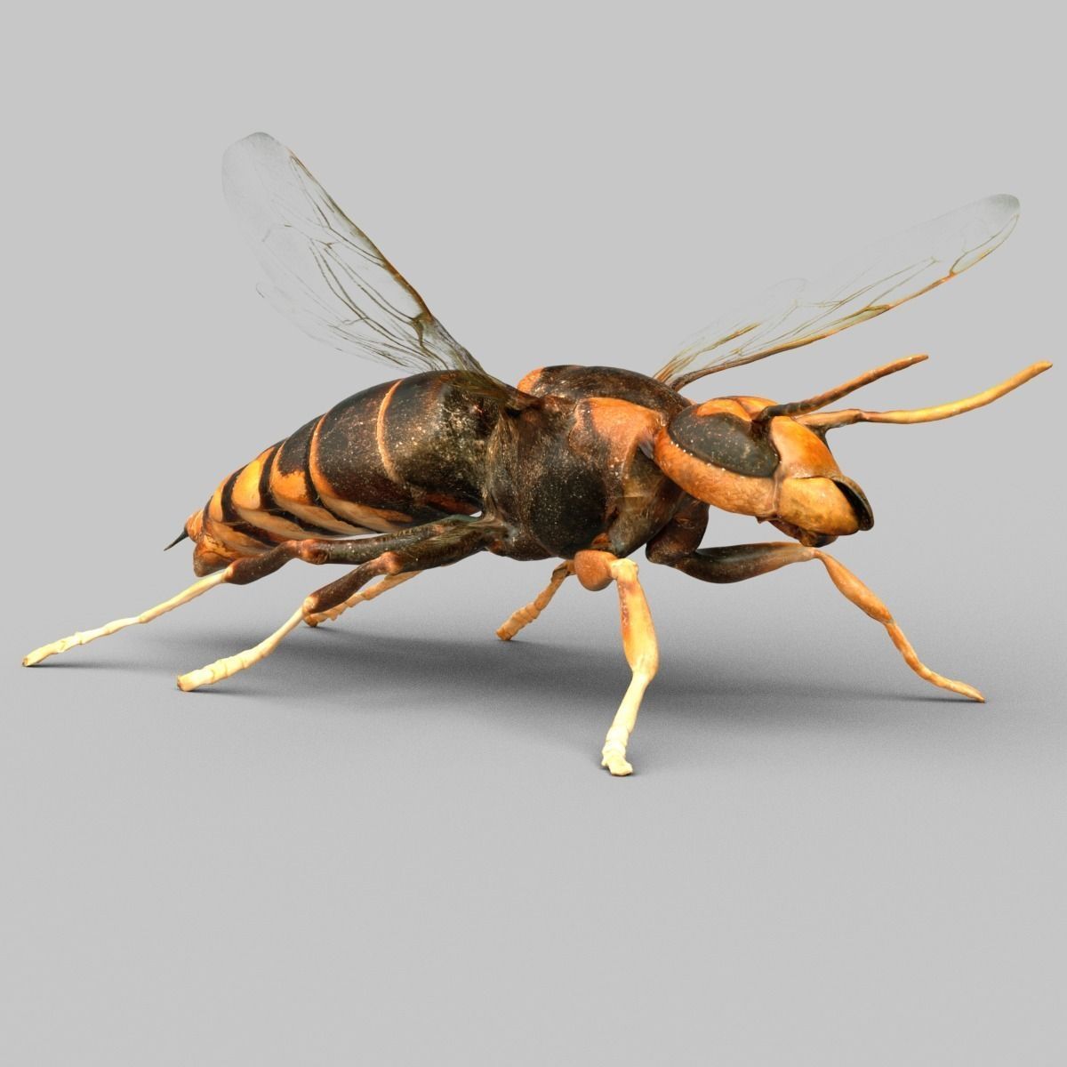 Vespa Velutina Variana Low-poly 3D model_2