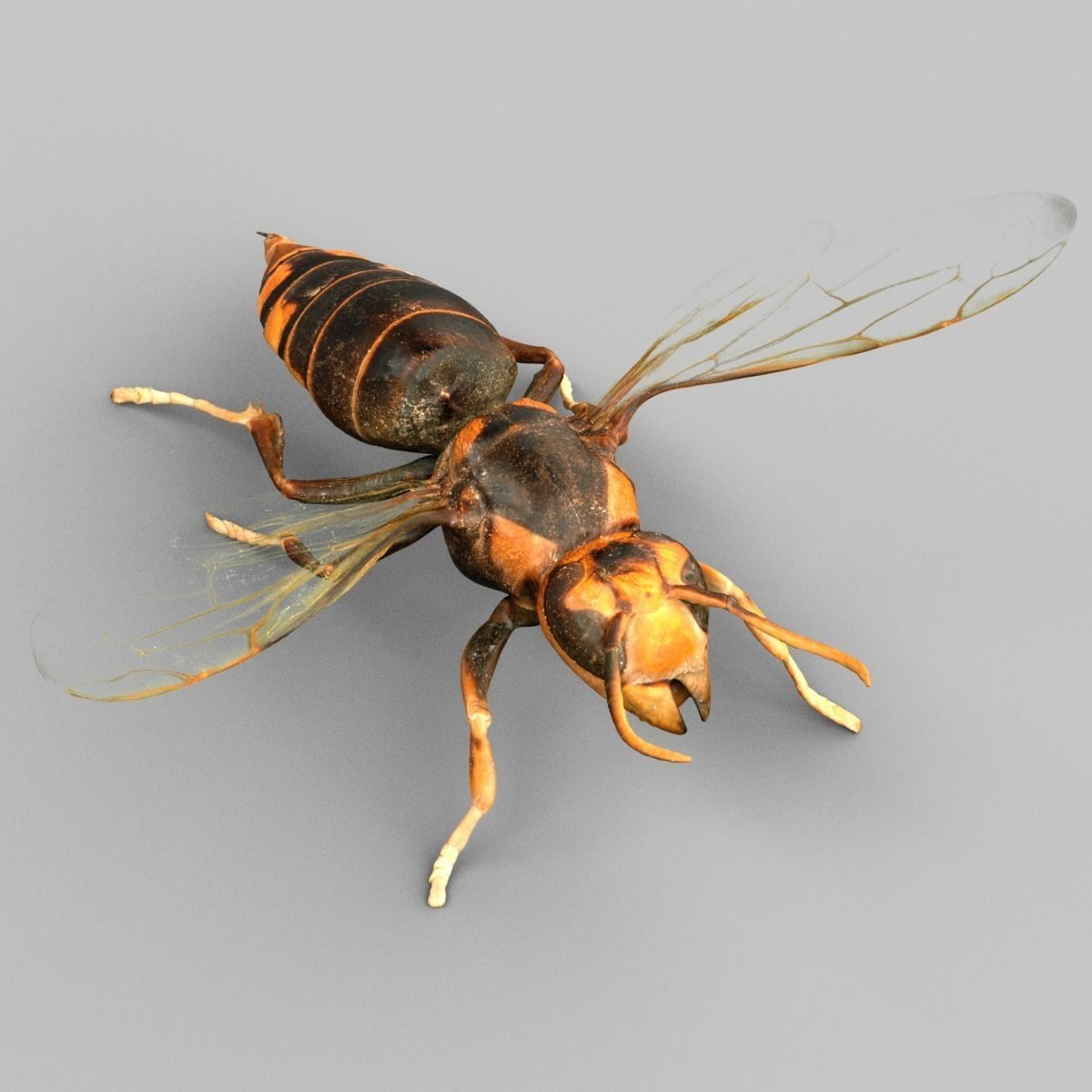 Vespa Velutina Variana Low-poly 3D model_4