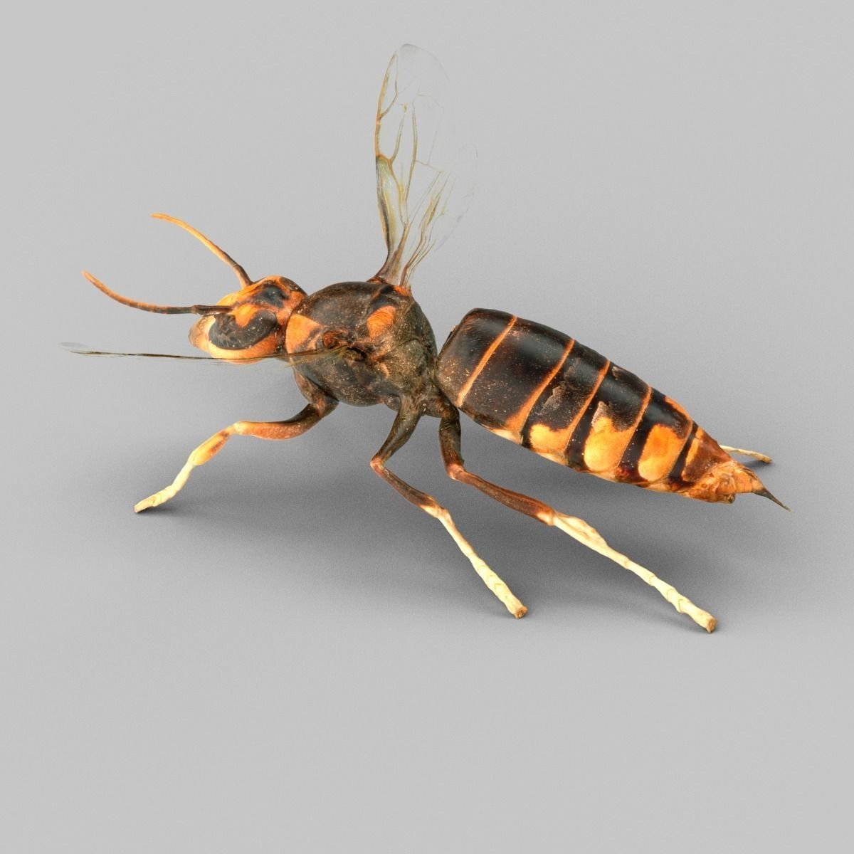 Vespa Velutina Variana Low-poly 3D model_1