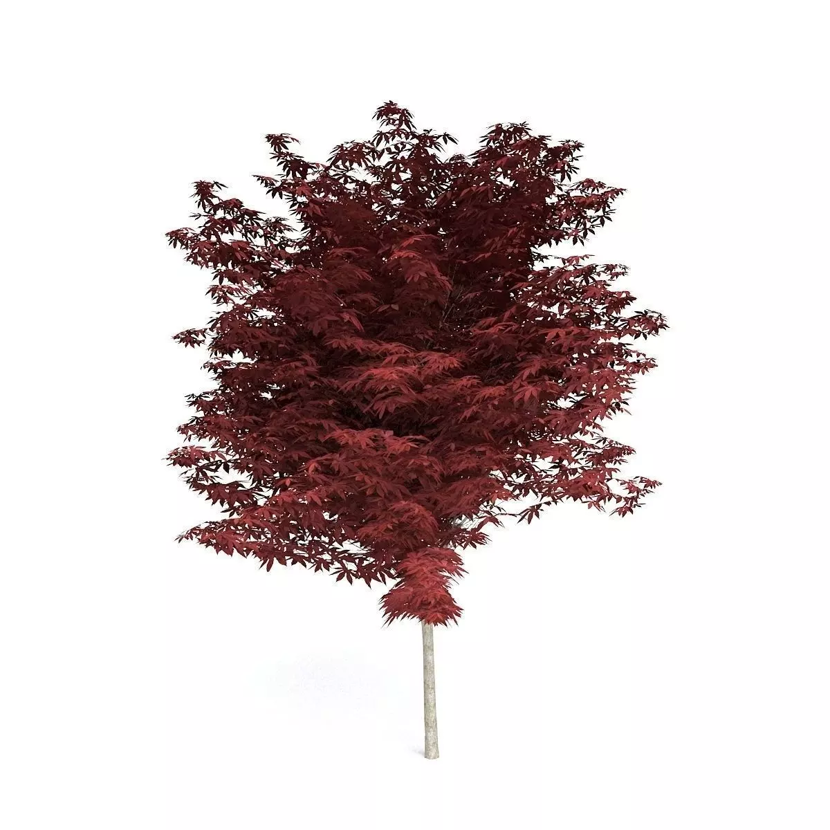 Red Japanese Maple 3D model_0