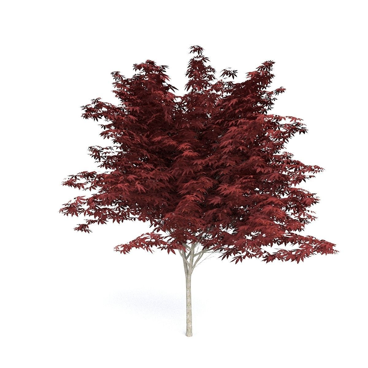 Red Japanese Maple 3D model_2