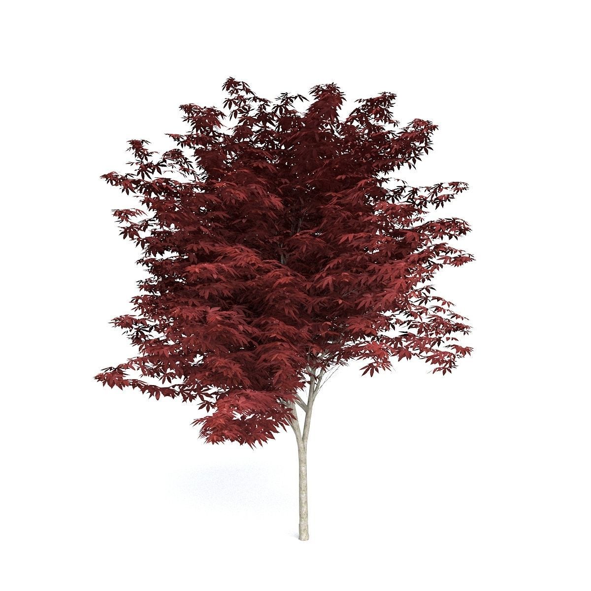 Red Japanese Maple 3D model_1
