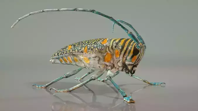 Zographus Regalis Centralis Low-poly 3D model