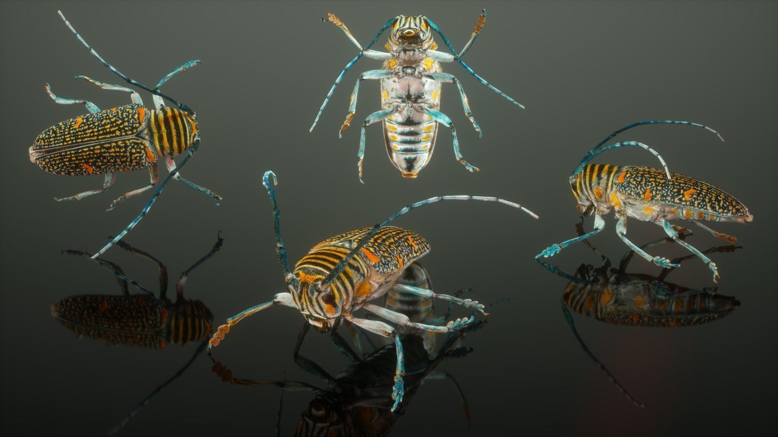Zographus Regalis Centralis Low-poly 3D model_1