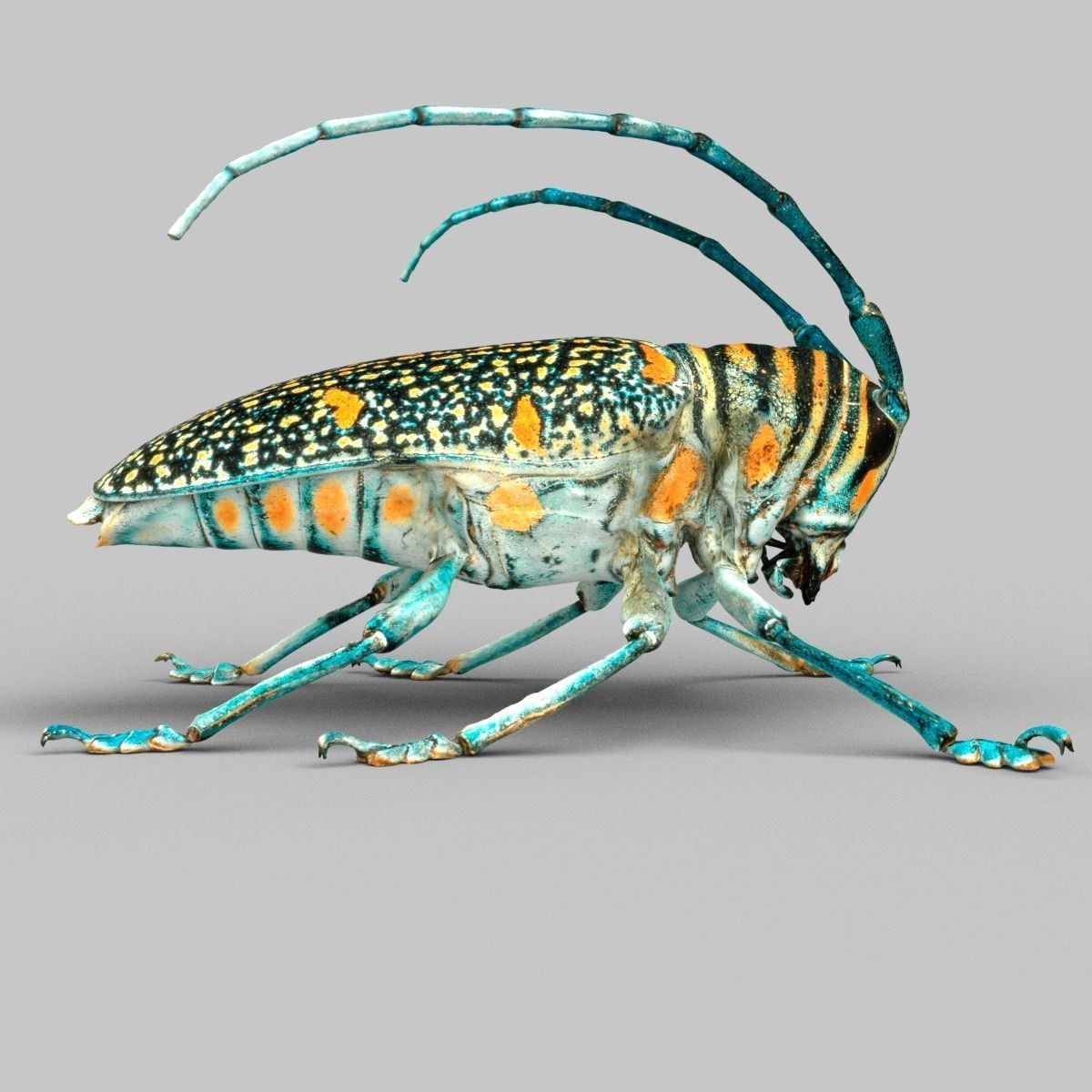 Zographus Regalis Centralis Low-poly 3D model_3