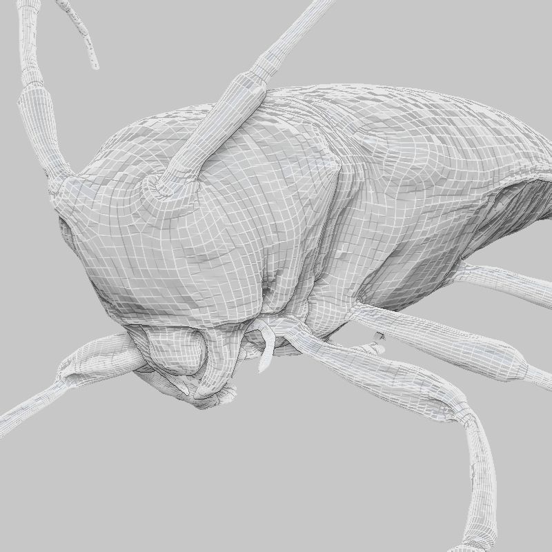 Zographus Regalis Centralis Low-poly 3D model_7