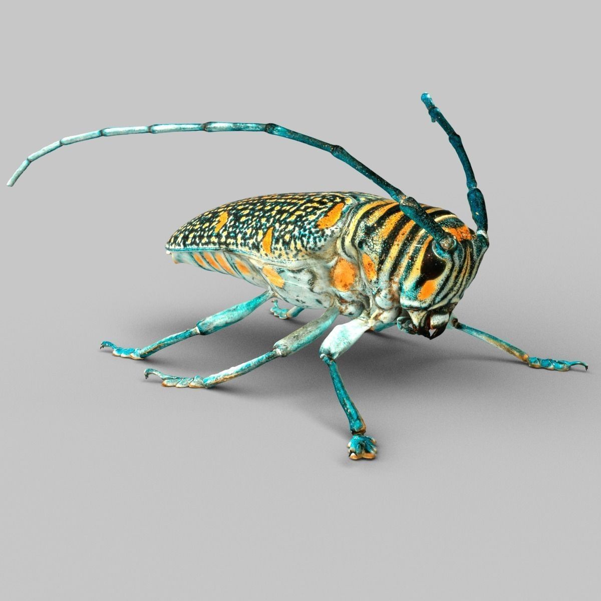 Zographus Regalis Centralis Low-poly 3D model_4