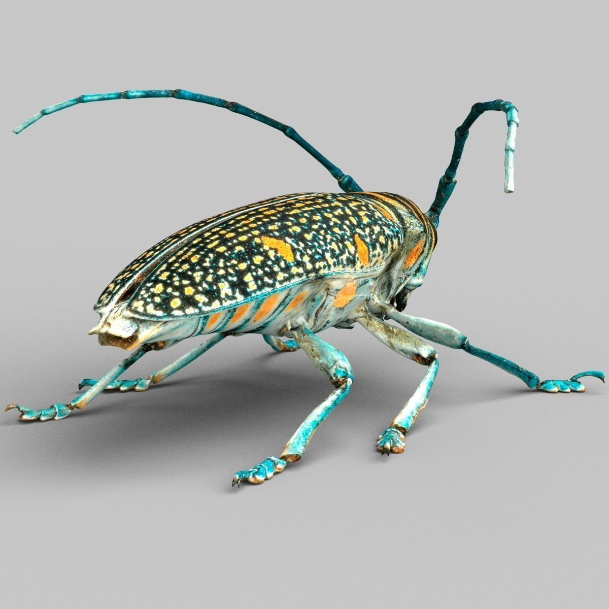 Zographus Regalis Centralis Low-poly 3D model_5