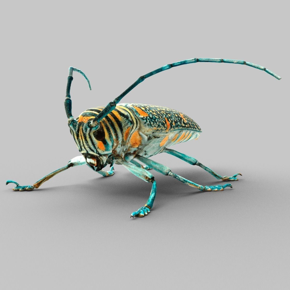 Zographus Regalis Centralis Low-poly 3D model_2