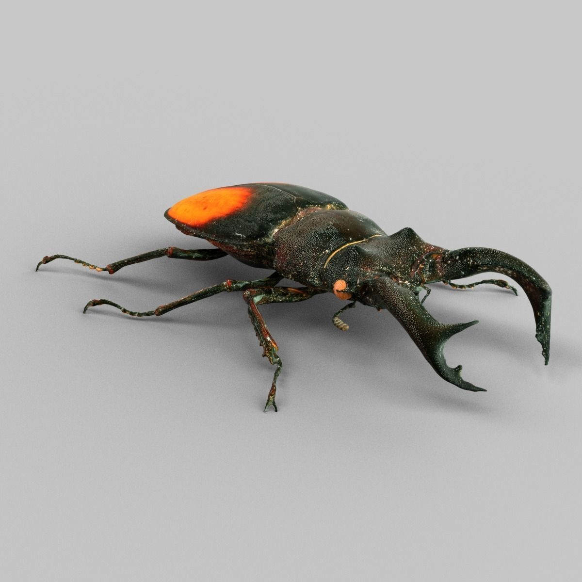 Hexarthrius Parryi Paradoxus Low-poly 3D model_3