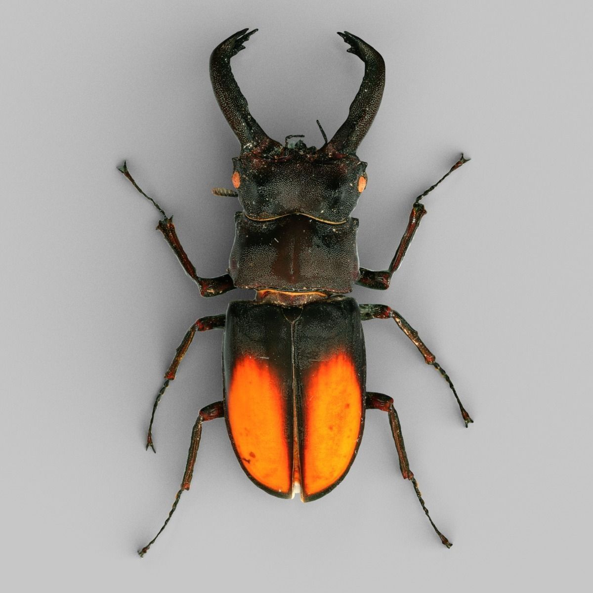 Hexarthrius Parryi Paradoxus Low-poly 3D model_4