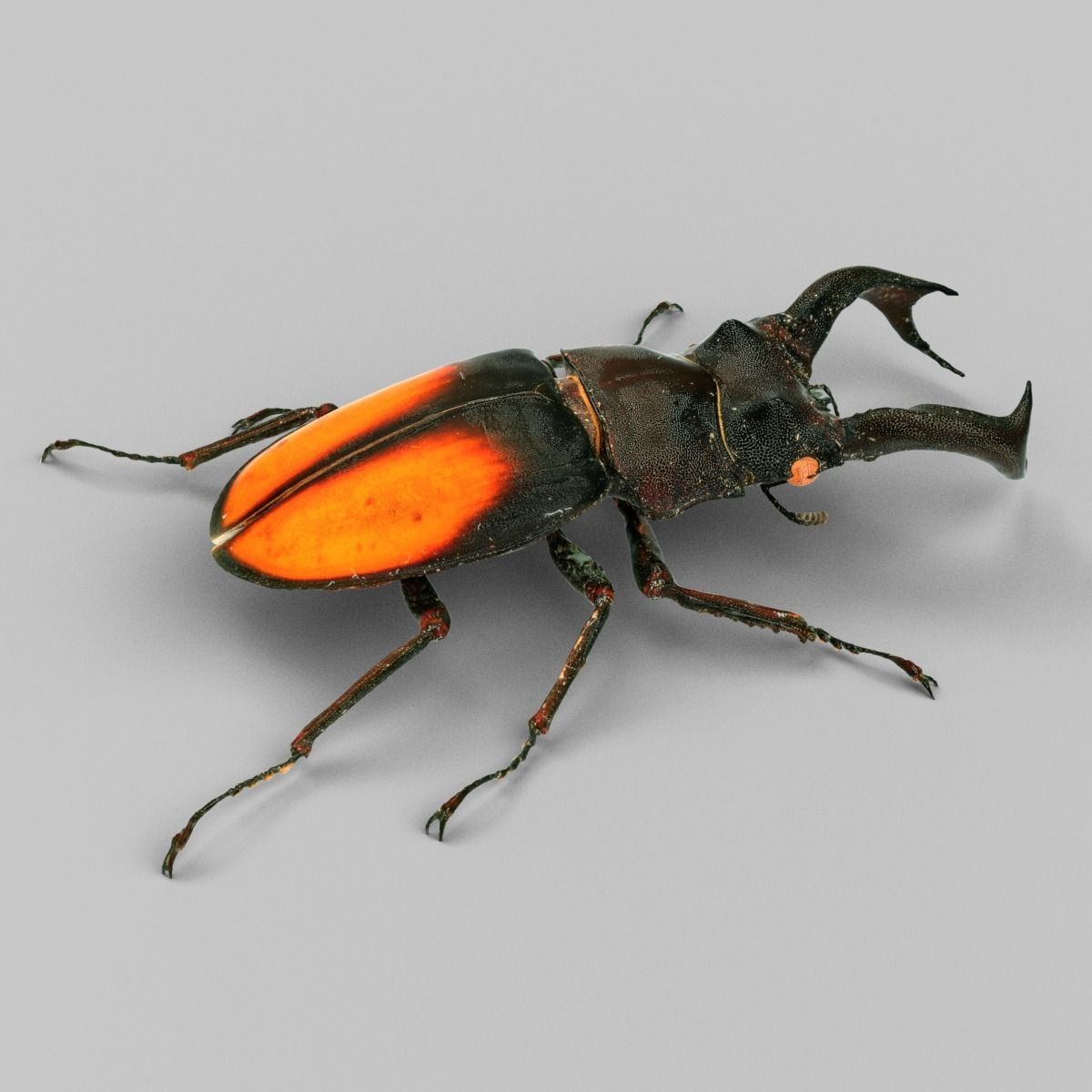 Hexarthrius Parryi Paradoxus Low-poly 3D model_1