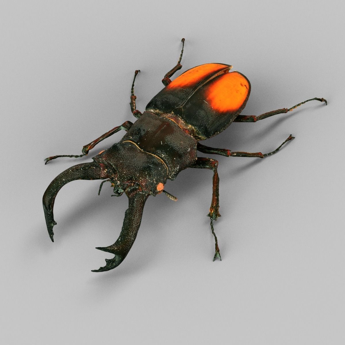 Hexarthrius Parryi Paradoxus Low-poly 3D model_5