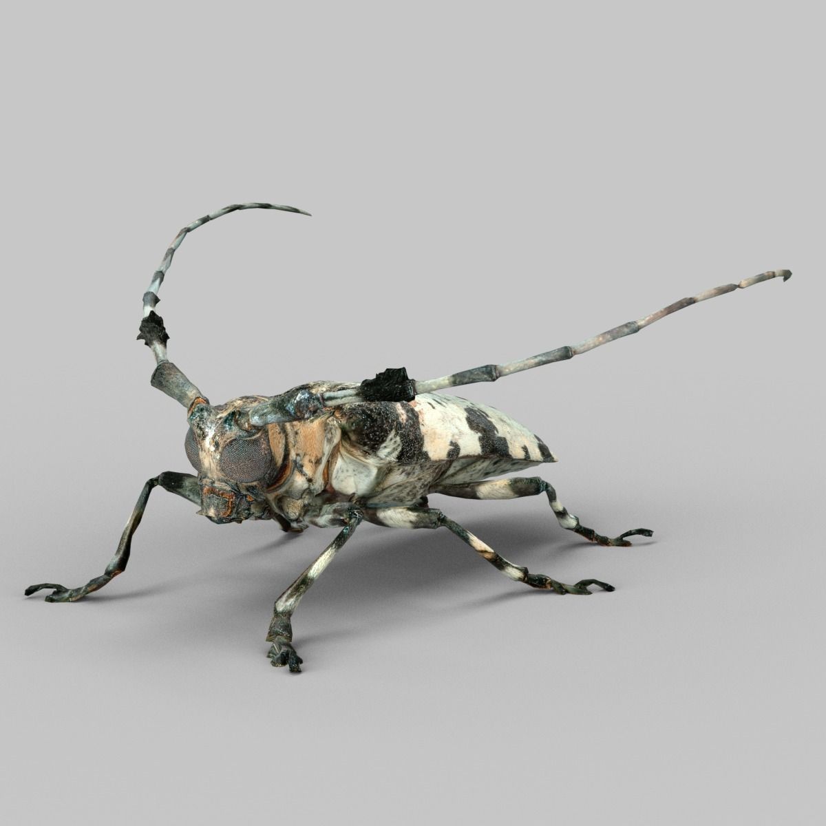 Boktor beetle with long legs Low-poly 3D model_1
