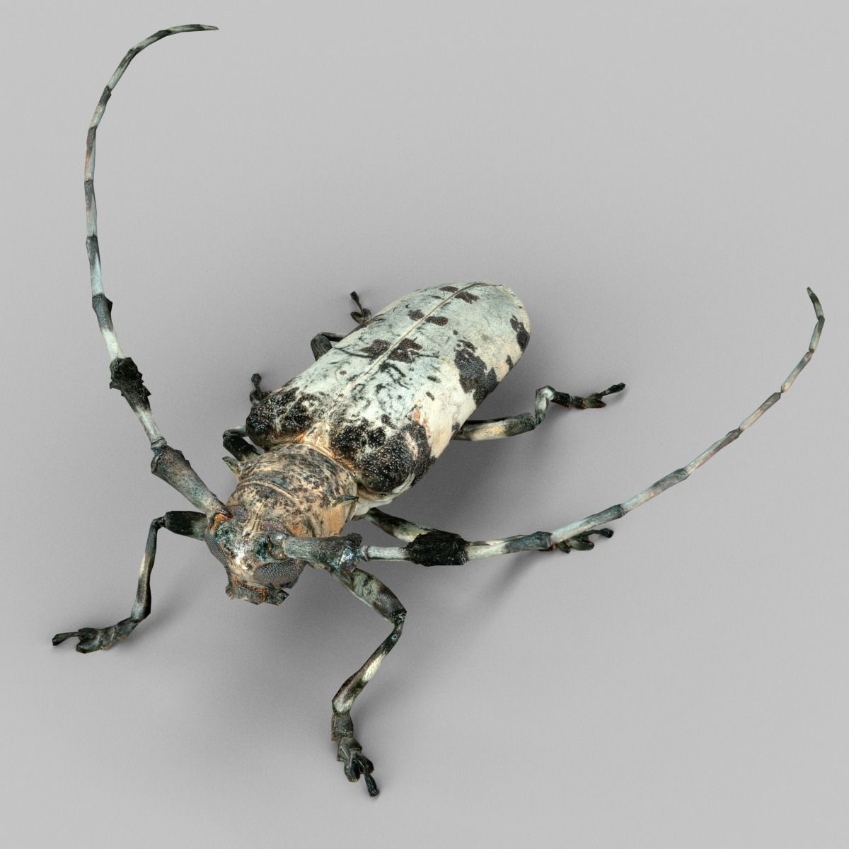Boktor beetle with long legs Low-poly 3D model_2
