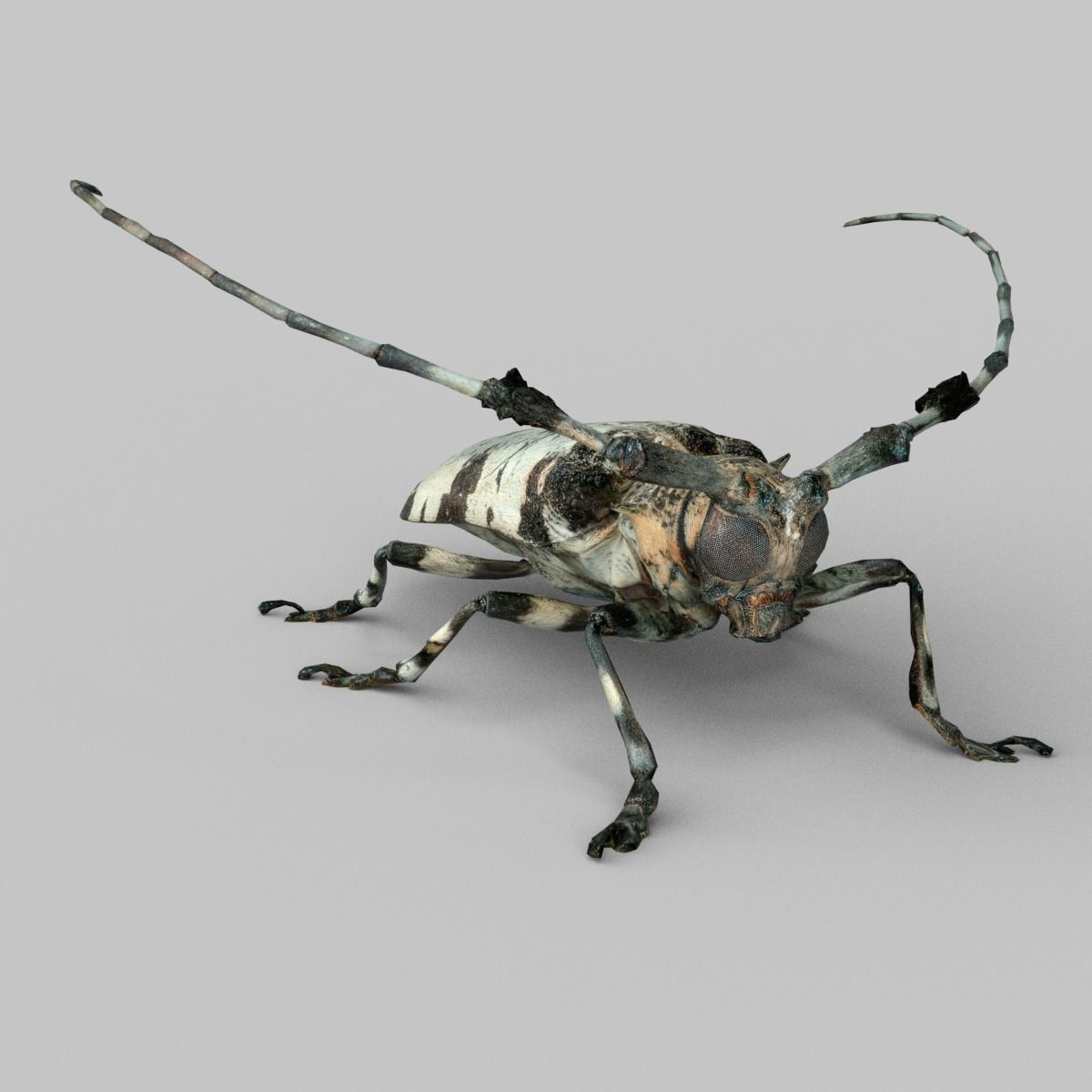 Boktor beetle with long legs Low-poly 3D model_5